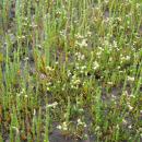 Salicornia spergularia