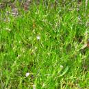 Spergularia salicornia