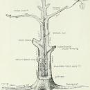 The care of trees in lawn, street and park. With a list of trees and shrubs for decorative use (1910) (20346325080)